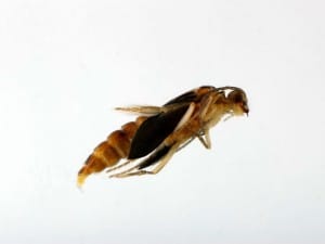 Agapetus pupa (photo by Stuart Crofts)