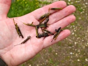 Large Cased Caddis larvae