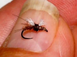 Dark version of Stuart Croft’s Agapetus Pupa