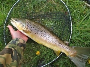 trout